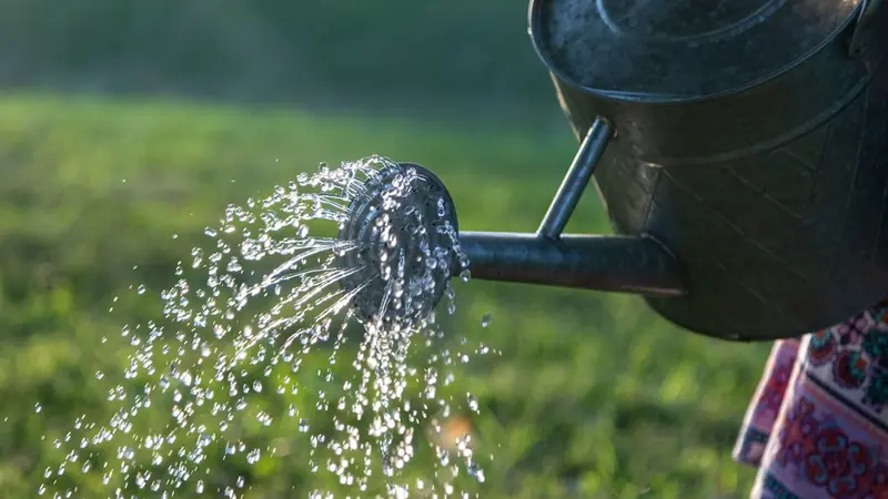How Often to Water Container Vegetables