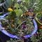 Vegetables That Don't Grow Well in Containers
