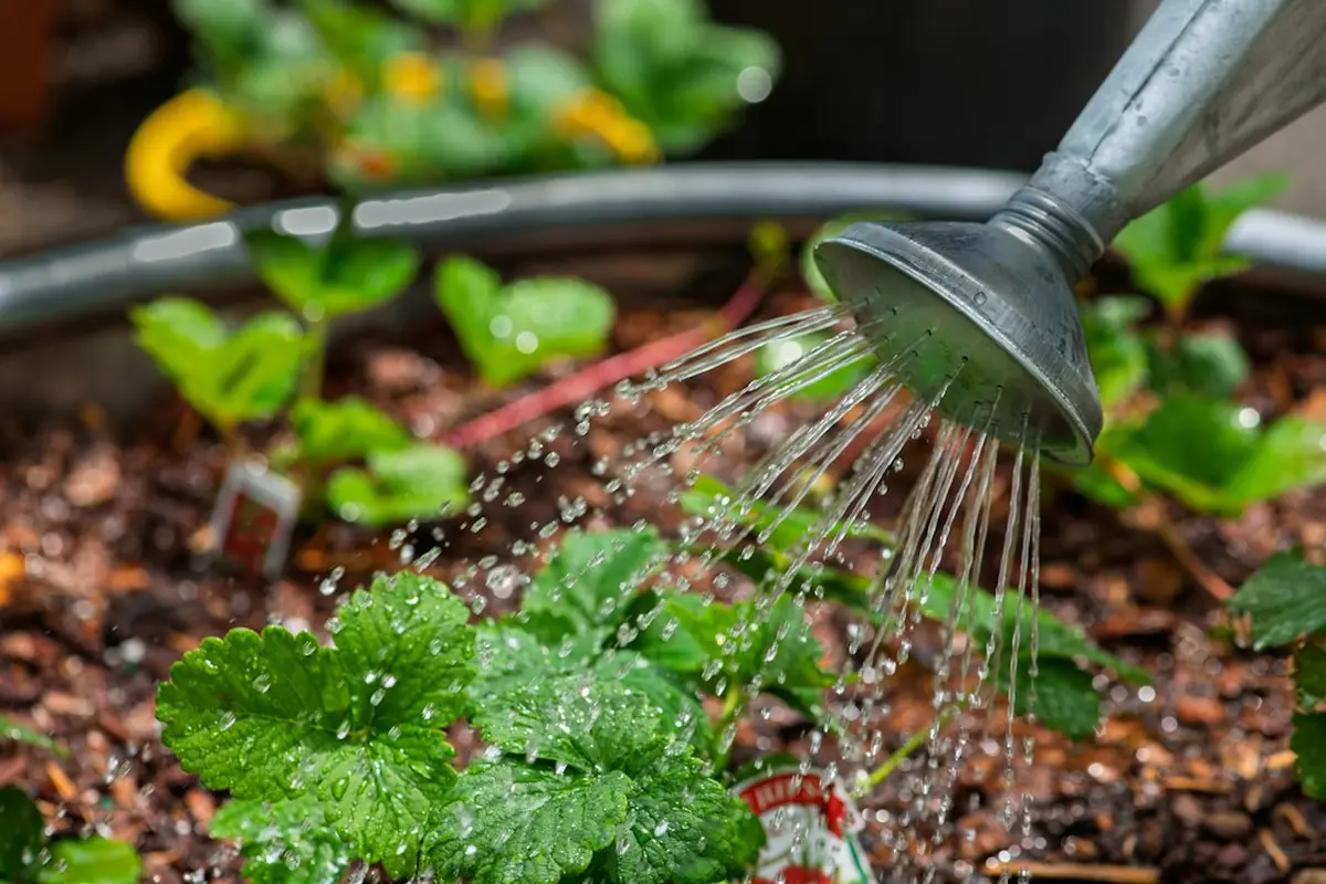 How to Fertilize Container Vegetables