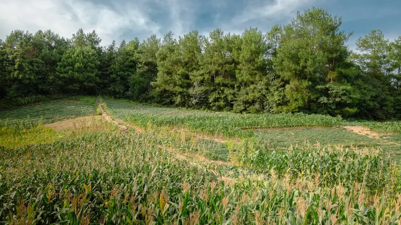 Hidden Gem Crops Farmers Grow