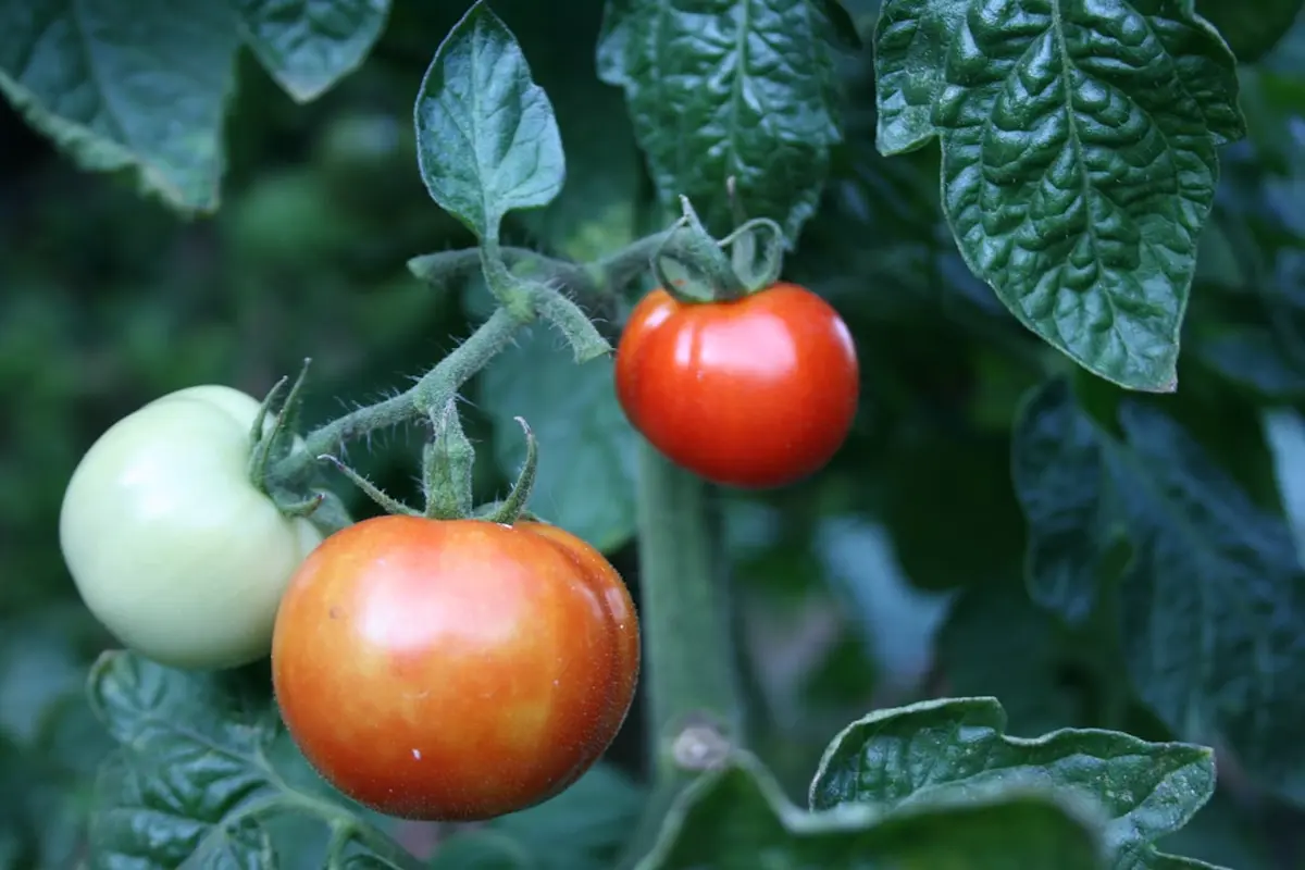 Determinate vs Indeterminate Tomatoes