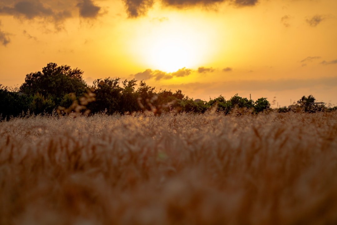 Three generations of a farming family standing together in a golden wheat field at sunset, grandparents, parents, and young adult children