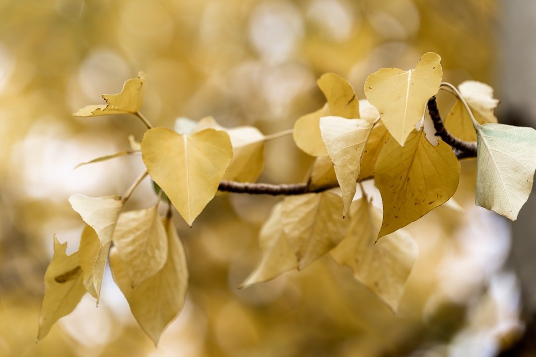 Golden ground cherries spilling out of their papery husks in a wooden harvest basket