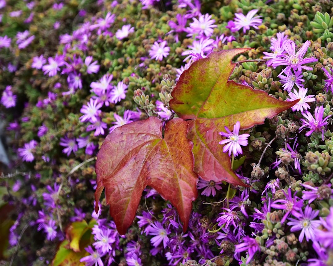 Vibrant purple and green shiso leaves growing in a garden bed with ruffled edges catching sunlight